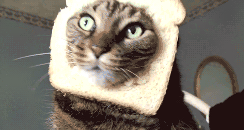 A cat wearing a grand mac.